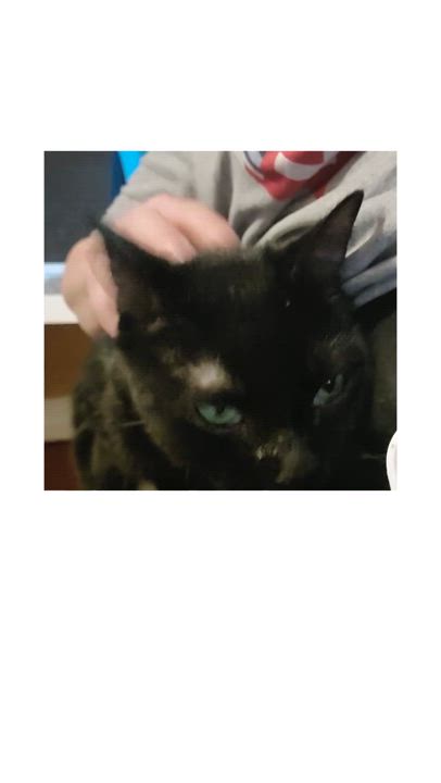 Enlarge Flower Rose, a Adoptable mixed breed video 6/6