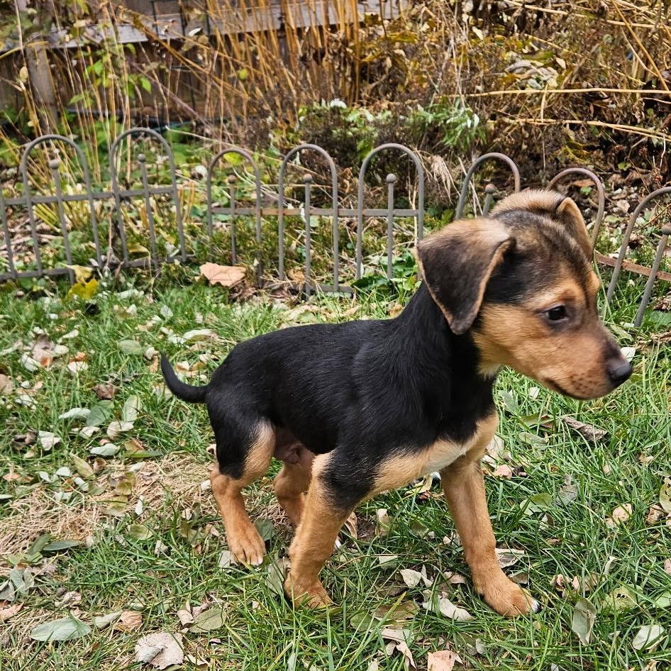 Dog For Adoption - Chance a Mixed Breed Dog in Burlington, VT | Petfinder