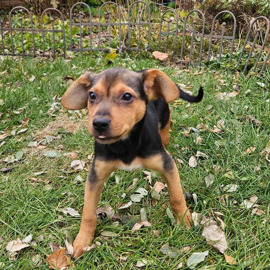 Dog For Adoption - Chance a Mixed Breed Dog in Burlington, VT | Petfinder