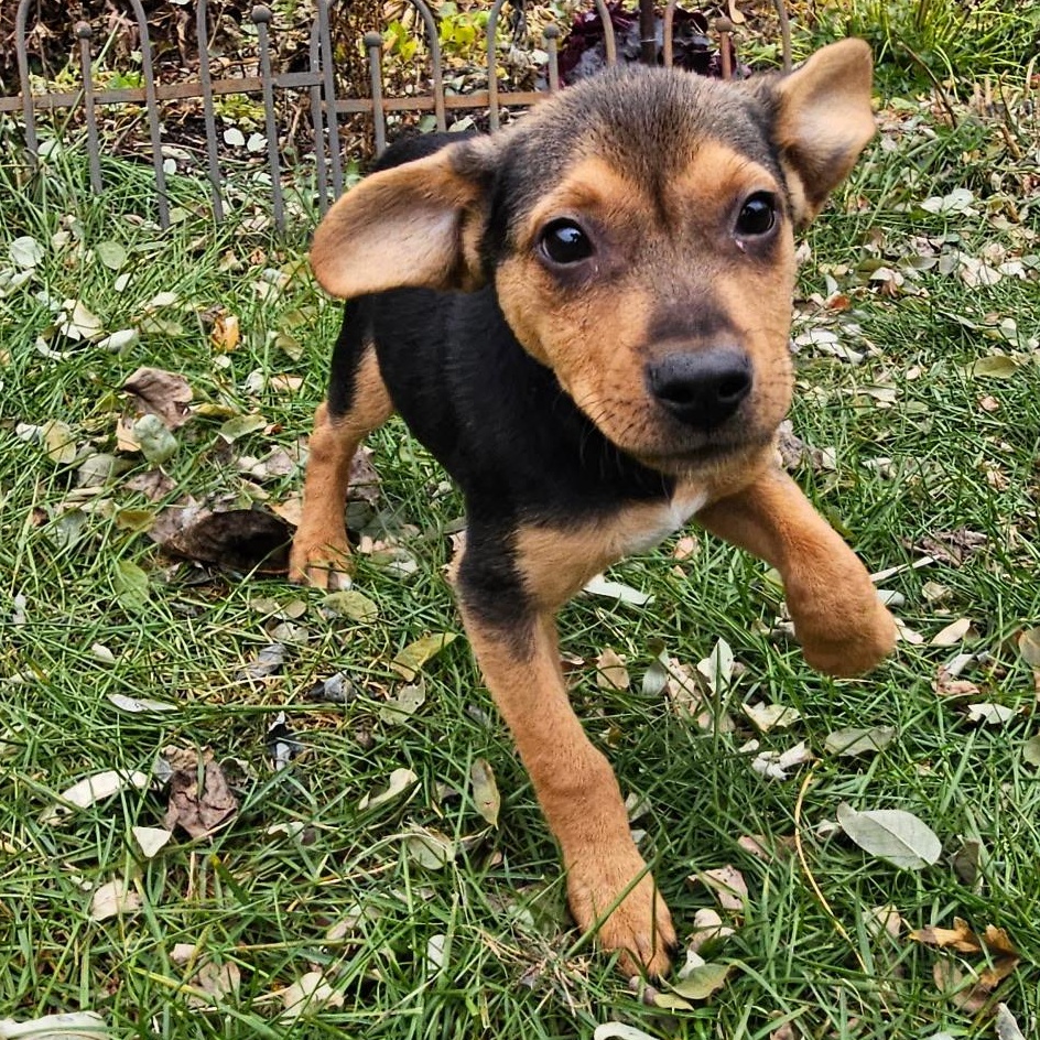 Dog For Adoption - Chance a Mixed Breed Dog in Burlington, VT | Petfinder