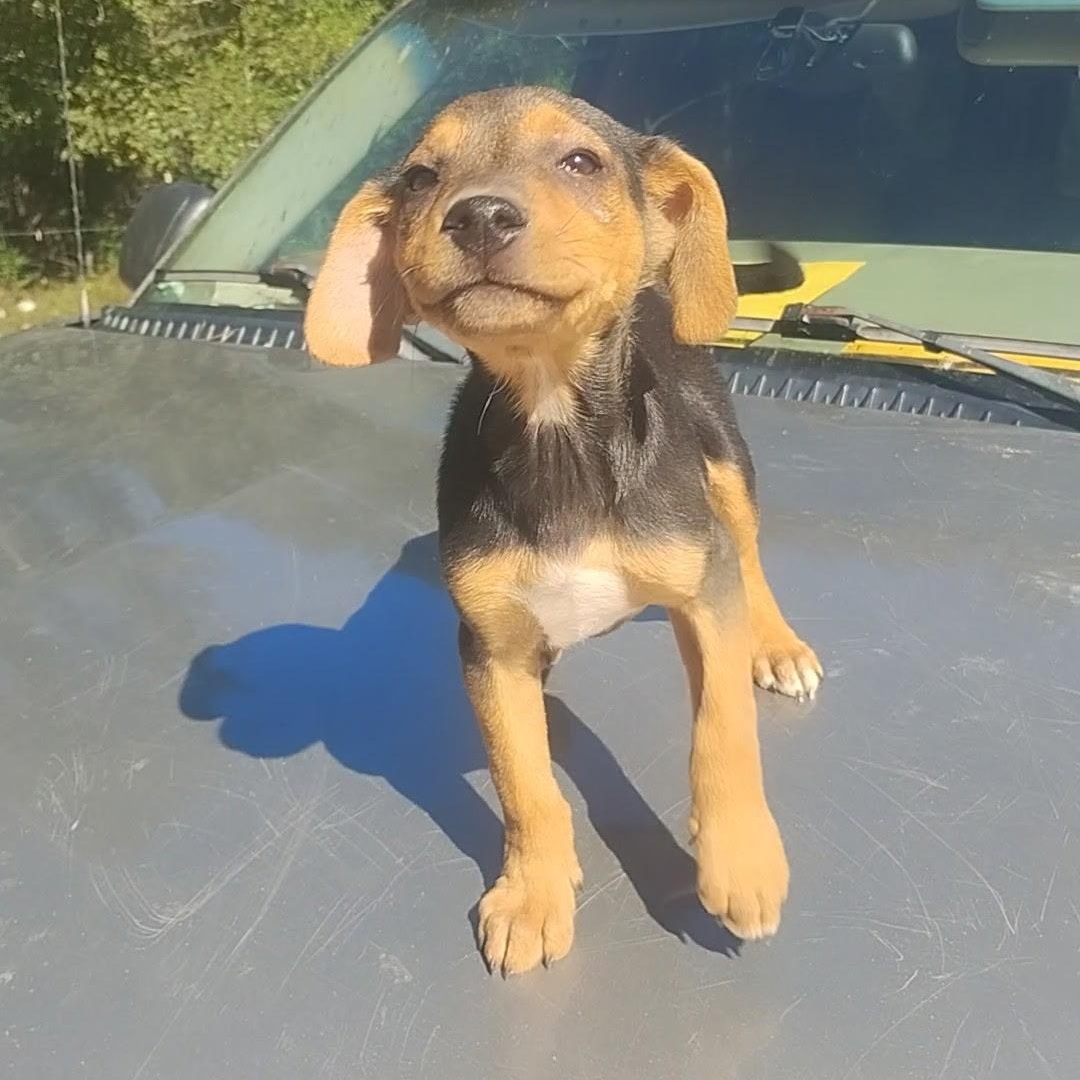 Dog For Adoption - Chance a Mixed Breed Dog in Burlington, VT | Petfinder
