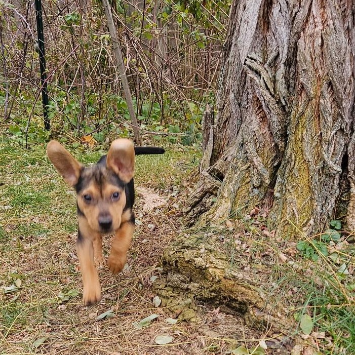 Dog For Adoption - Chance a Mixed Breed Dog in Burlington, VT | Petfinder