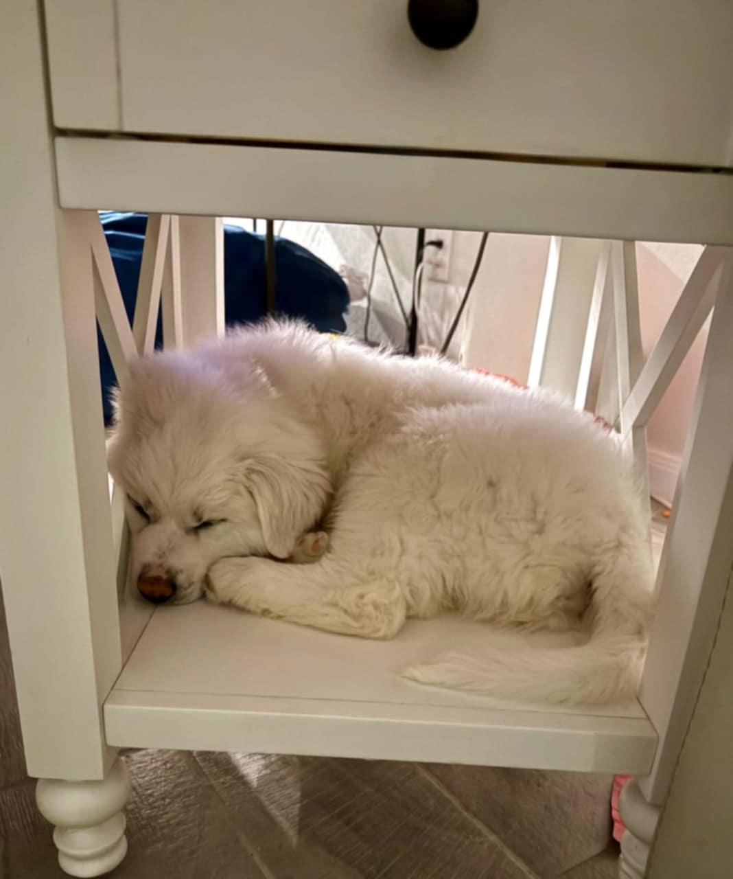 Stanley SAT, Adopted, Young Male Great Pyrenees.