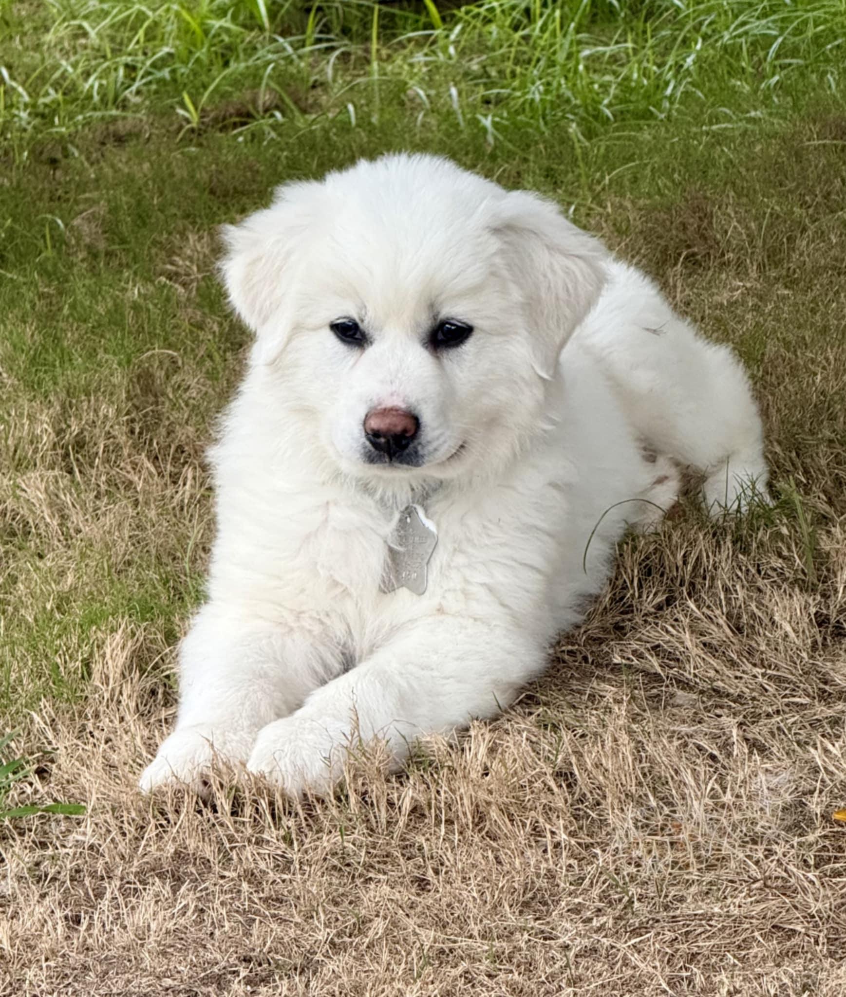Enlarge Stanley SAT, a Adopted Great Pyrenees in Quinlan, TX image 2/6