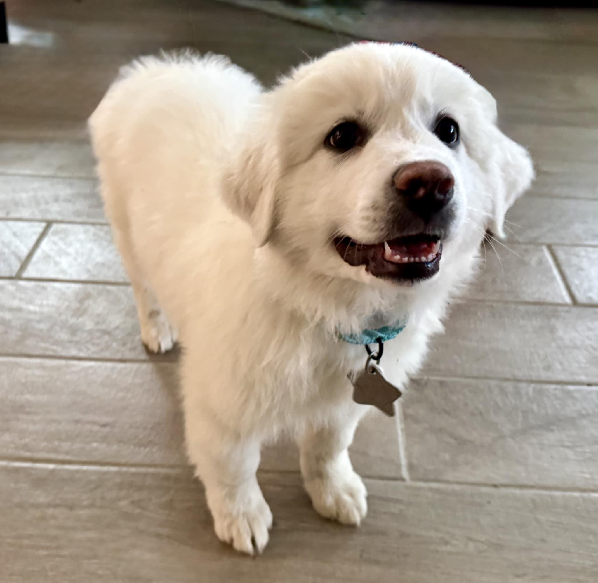 Enlarge Stanley SAT, a Adopted Great Pyrenees in Quinlan, TX image 3/6