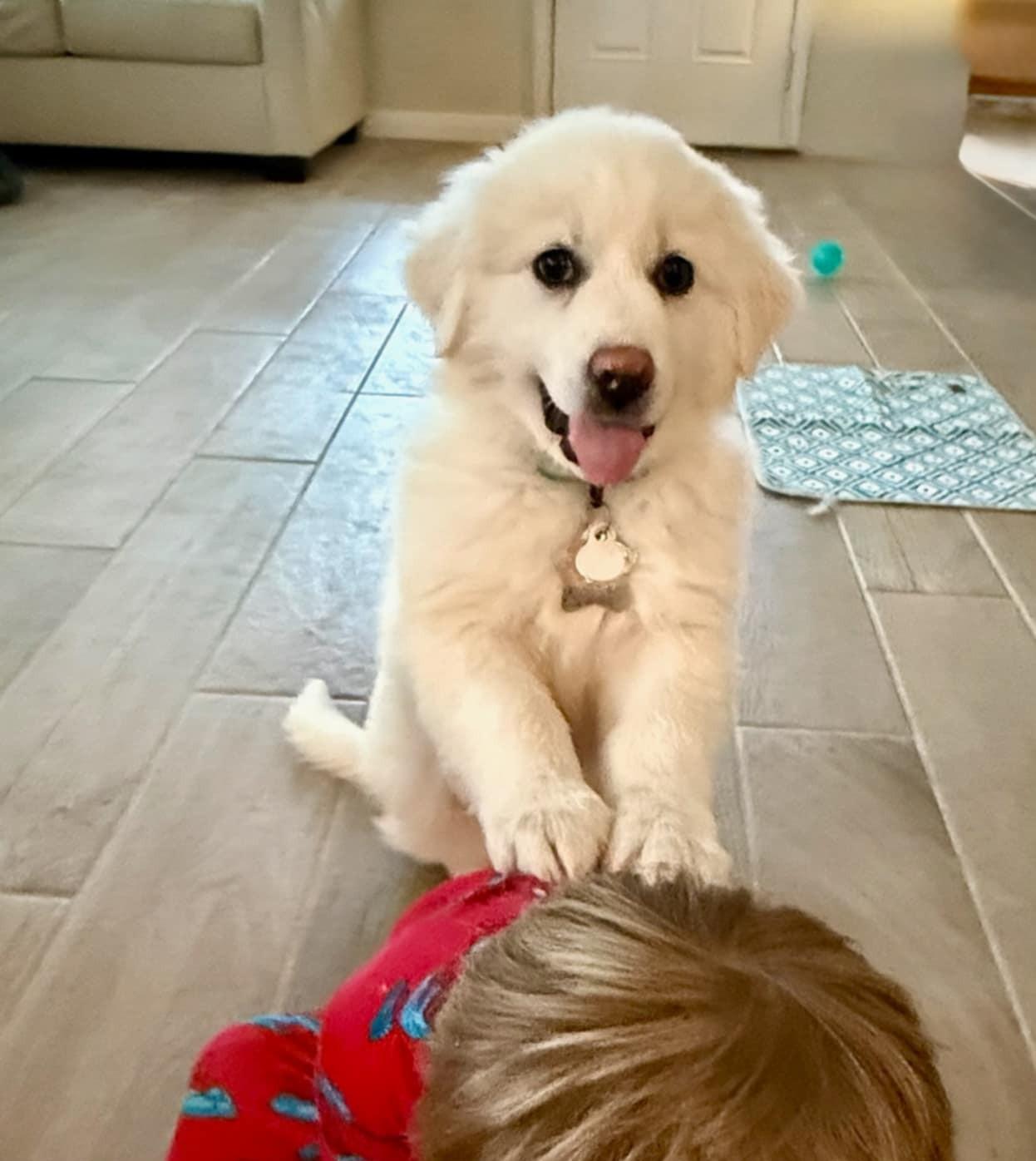 Enlarge Stanley SAT, a Adopted Great Pyrenees in Quinlan, TX image 5/6