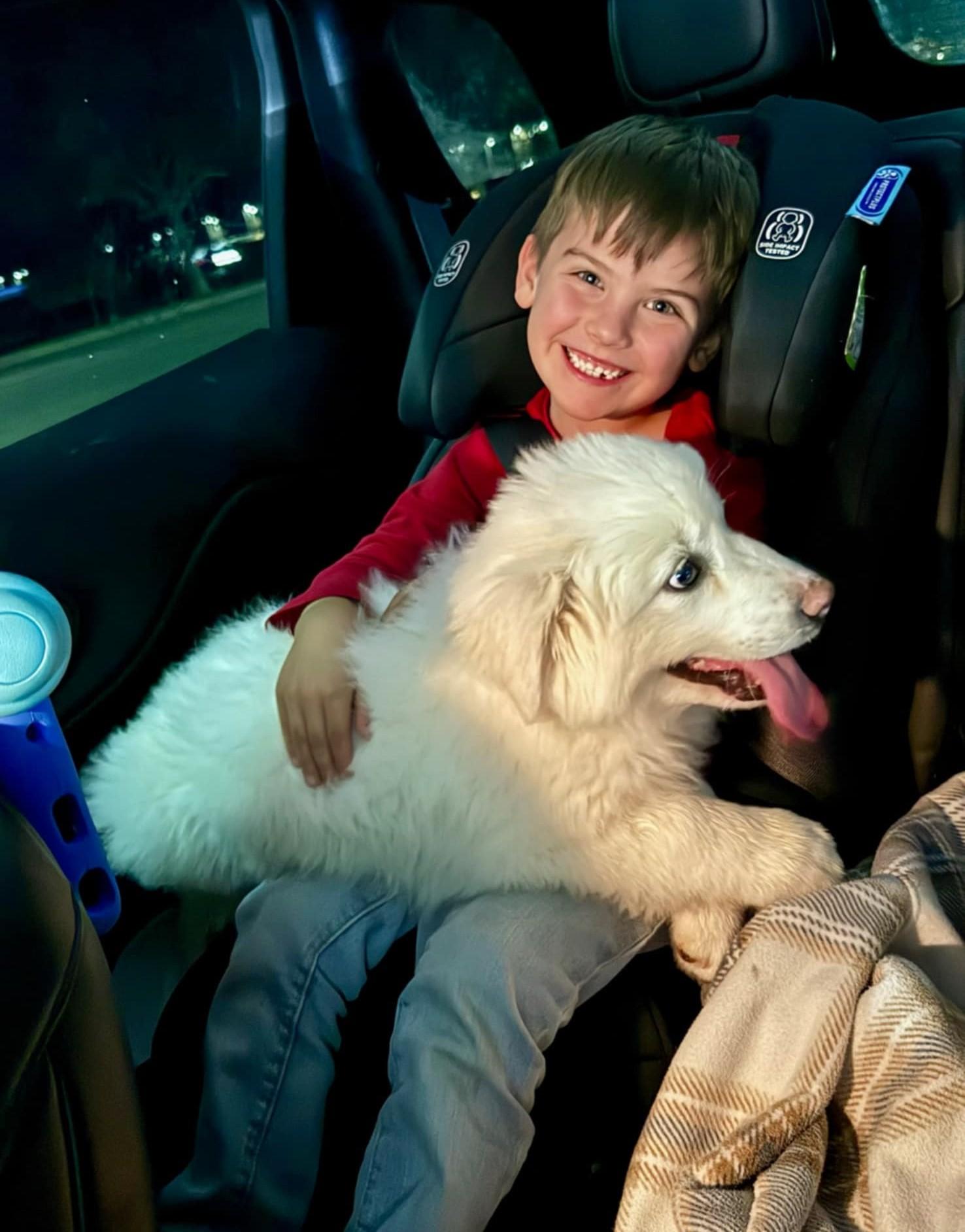 Enlarge Stanley SAT, a Adopted Great Pyrenees in Quinlan, TX image 6/6