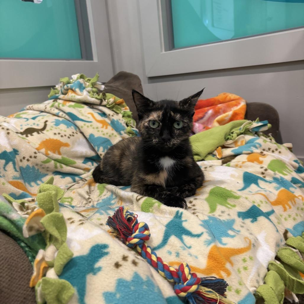 Anastasia, Adoptable, Young Female Domestic Short Hair.