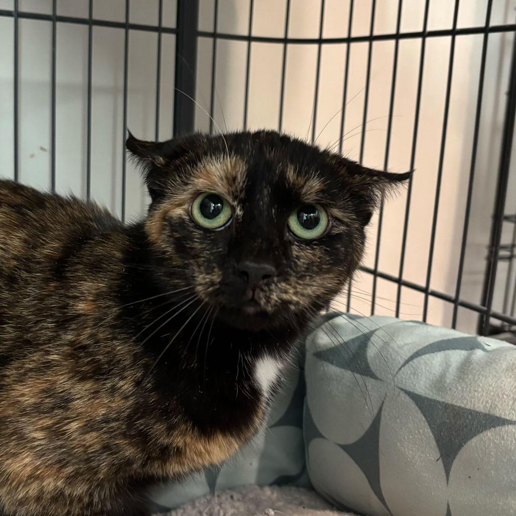 Enlarge Anastasia, a Adoptable Domestic Short Hair in Louisville, KY image 1/4