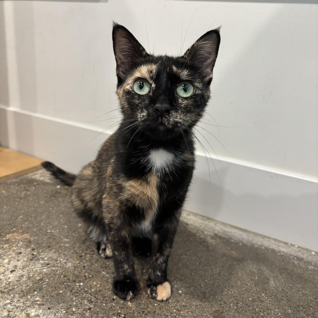 Enlarge Anastasia, a Adoptable Domestic Short Hair in Louisville, KY image 2/6