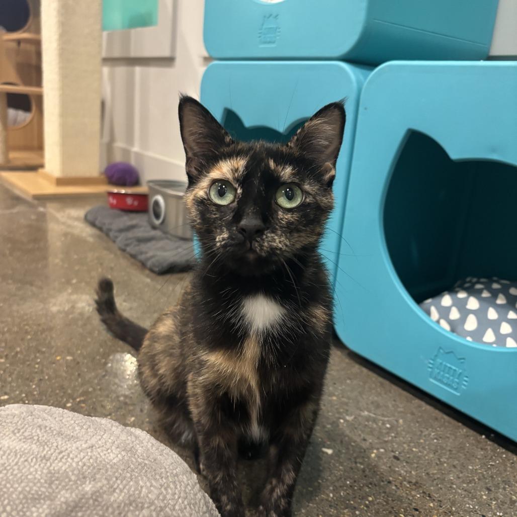 Anastasia, a Adoptable Domestic Short Hair in Louisville, KY image 2/6