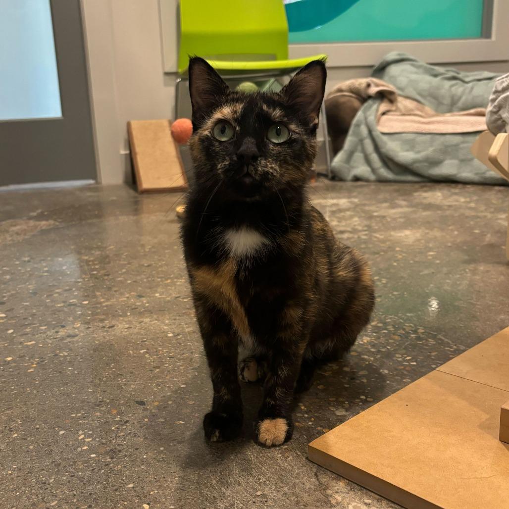 Anastasia, Adoptable, Young Female Domestic Short Hair.