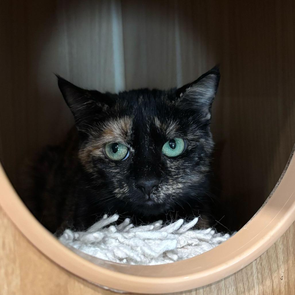 Enlarge Anastasia, a Adoptable Domestic Short Hair in Louisville, KY image 2/4