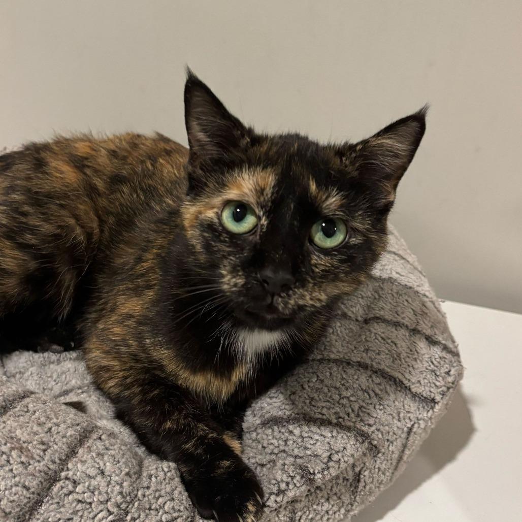 Enlarge Anastasia, a Adoptable Domestic Short Hair in Louisville, KY image 4/4