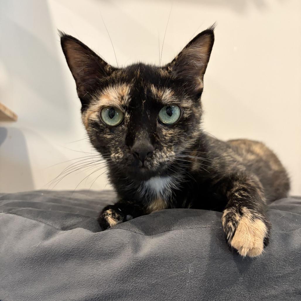 Enlarge Anastasia, a Adoptable Domestic Short Hair in Louisville, KY image 6/6