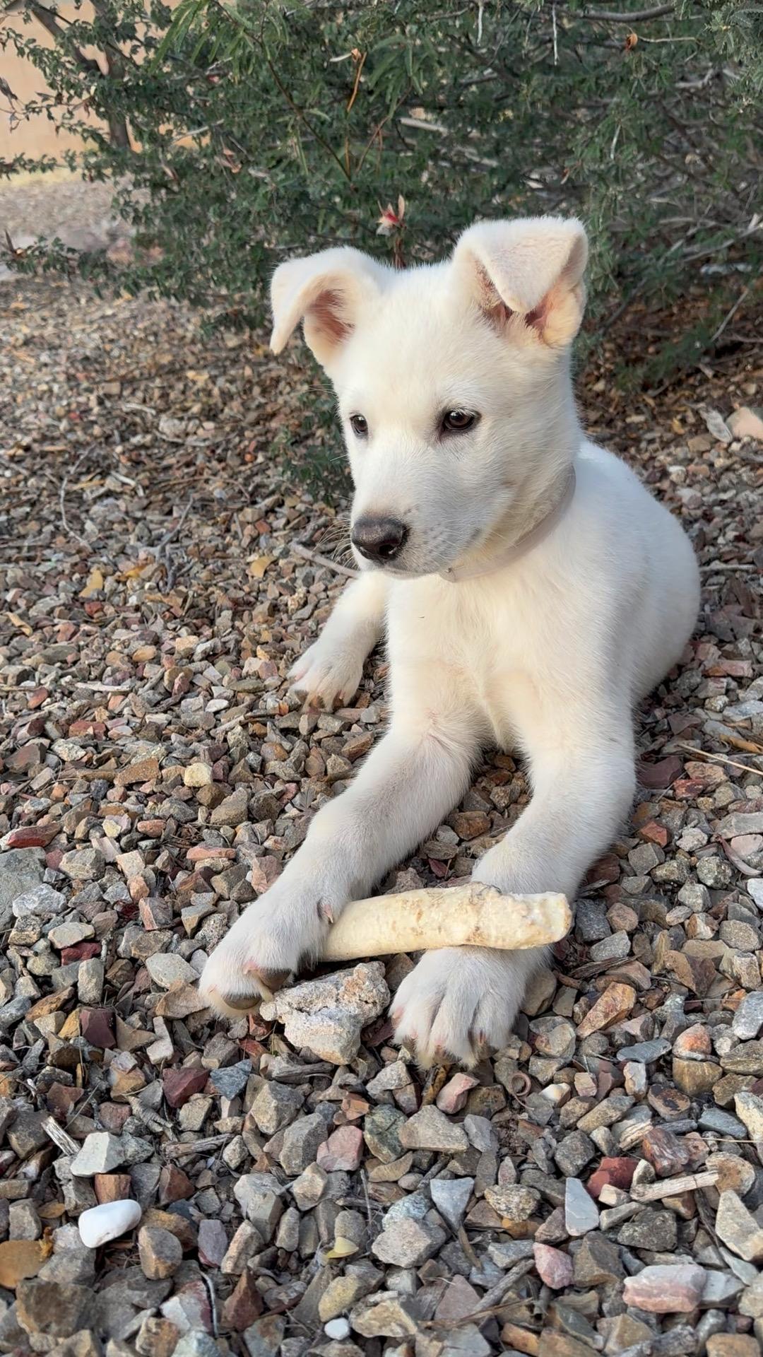 Frosty, Adopted, Young Male Labrador Retriever.