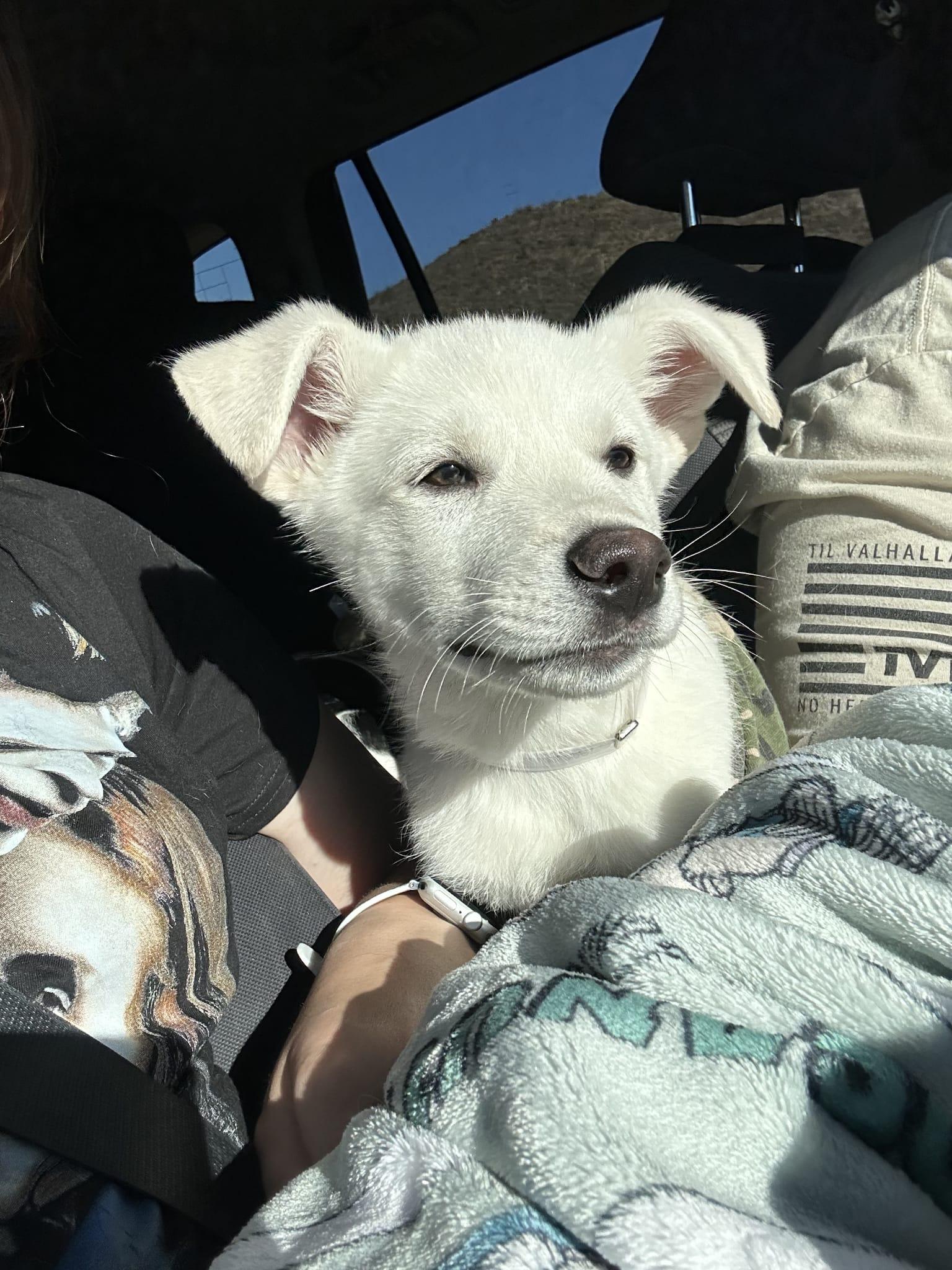 Enlarge Frosty, a Adopted Labrador Retriever in Tucson, AZ image 2/6