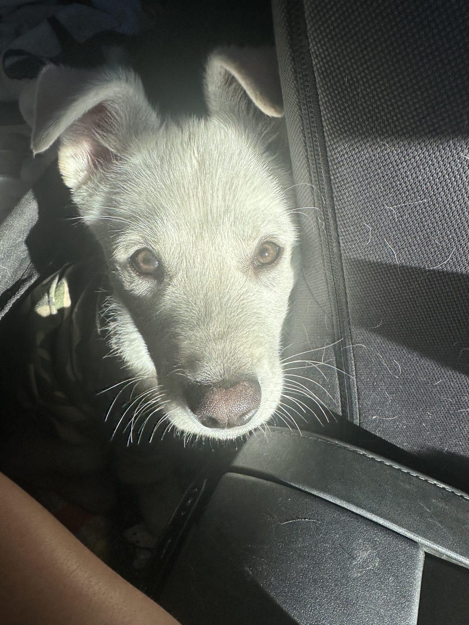 Enlarge Frosty, a Adopted Labrador Retriever in Tucson, AZ image 3/6