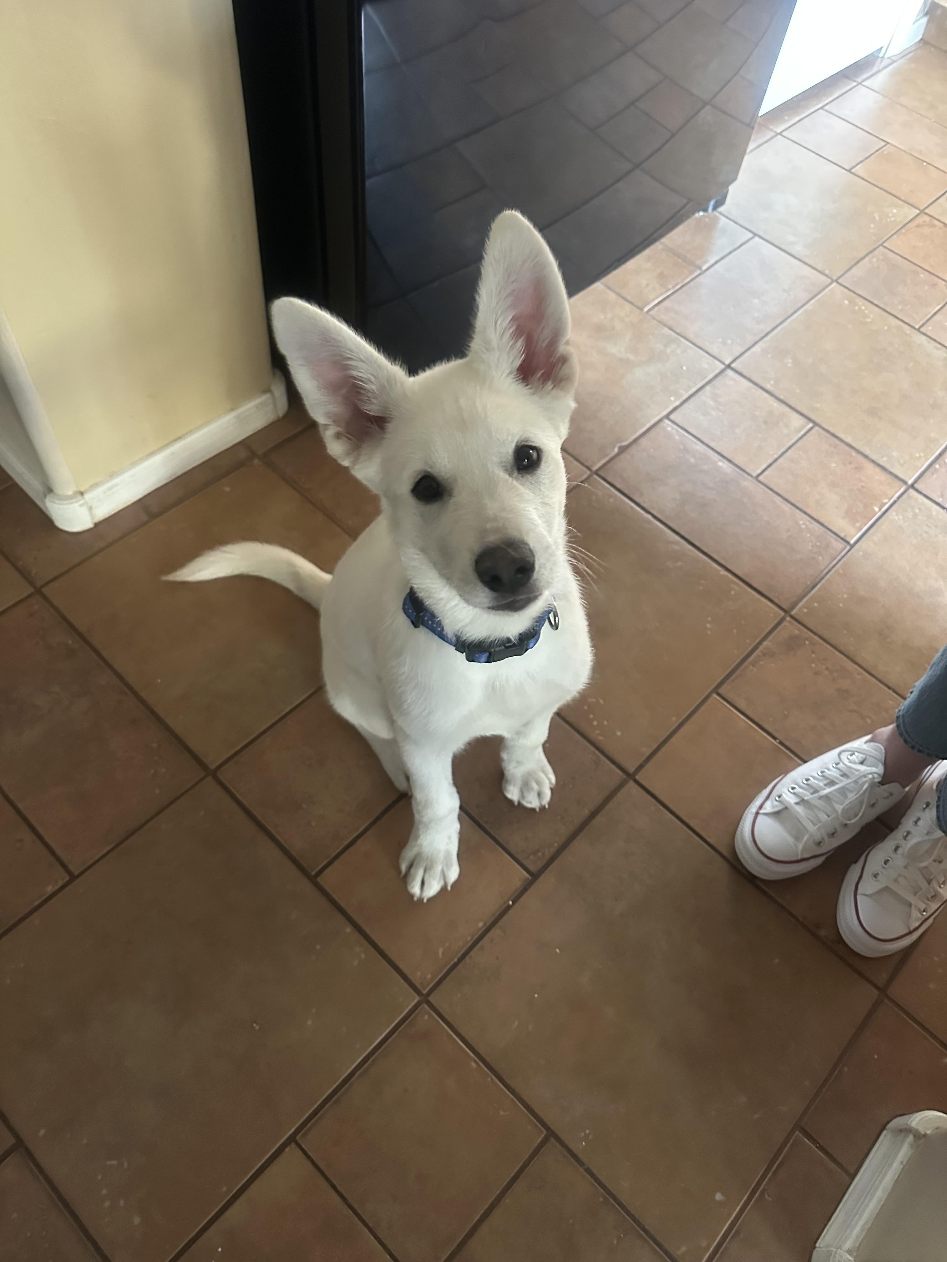Enlarge Frosty, a Adopted Labrador Retriever in Tucson, AZ image 5/6