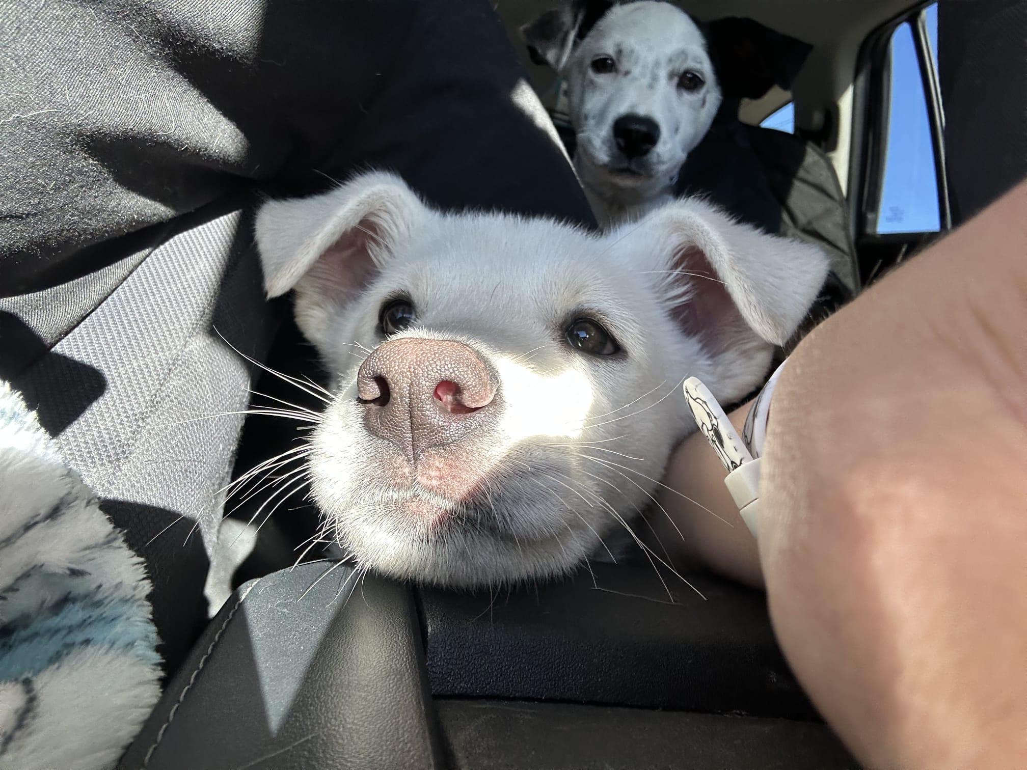 Enlarge Frosty, a Adopted Labrador Retriever in Tucson, AZ image 6/6