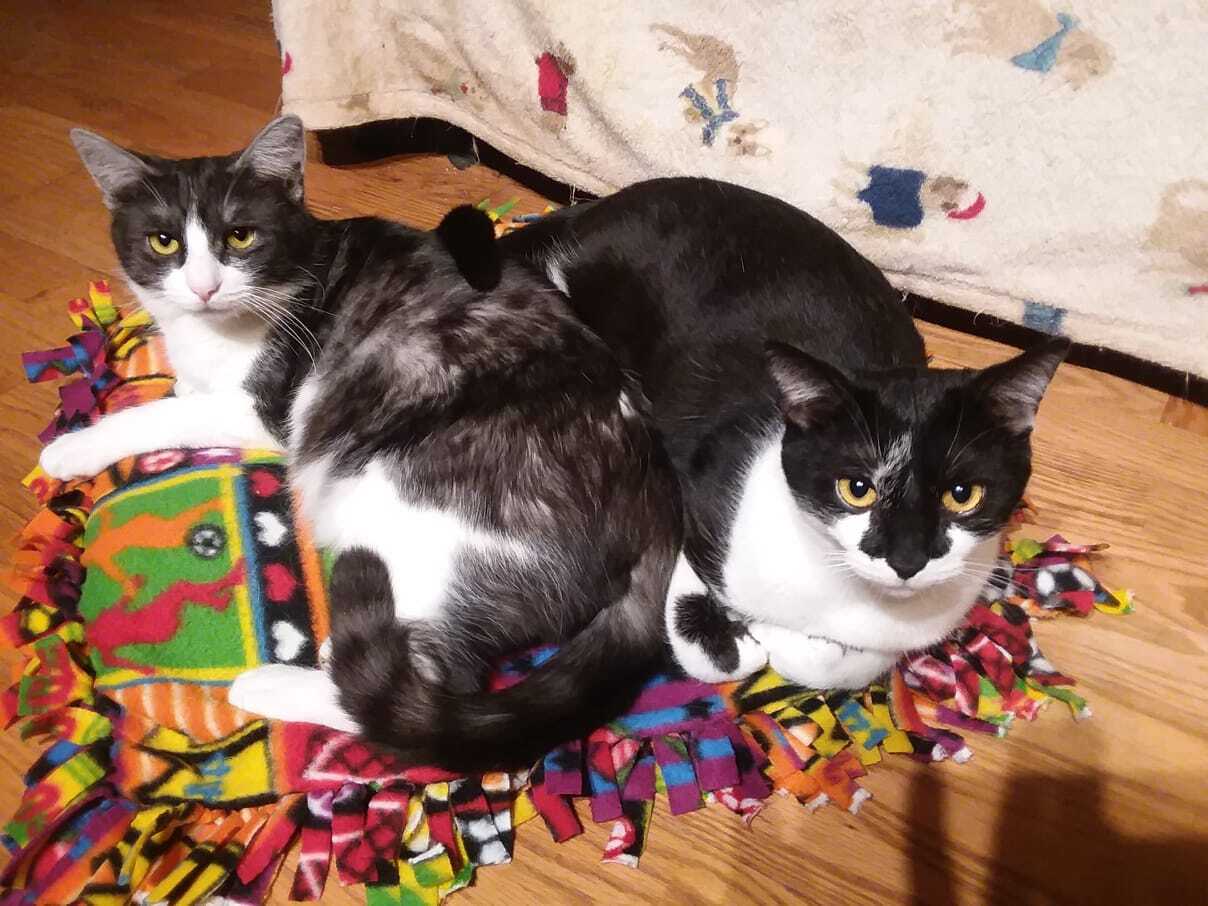 Duke, Adoptable, Young Male Domestic Short Hair.