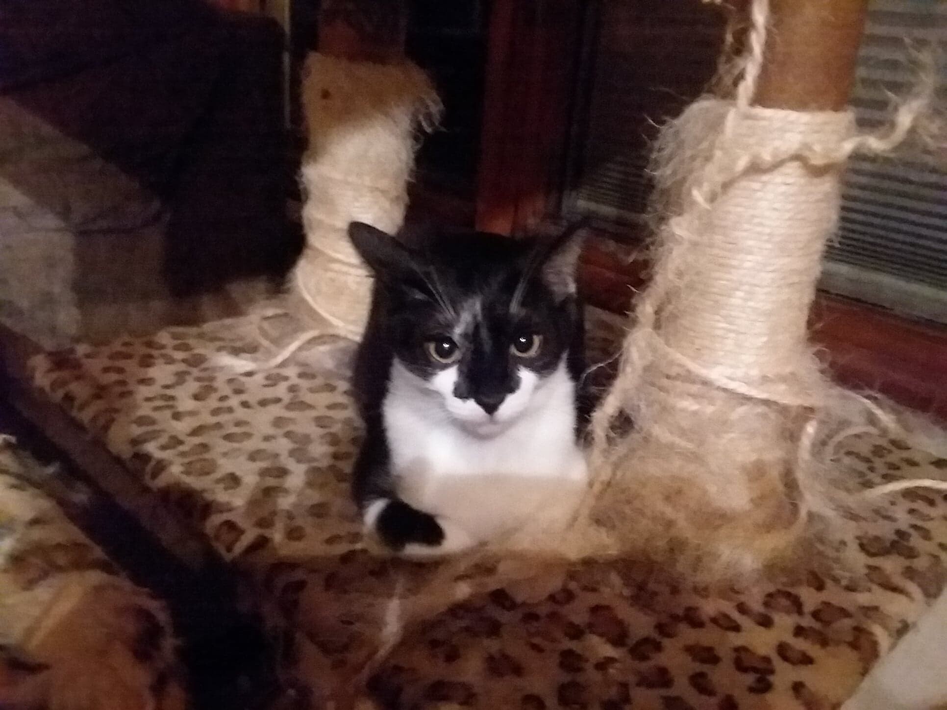 Duke, a Adoptable Domestic Short Hair in Midland, MI image 2/12