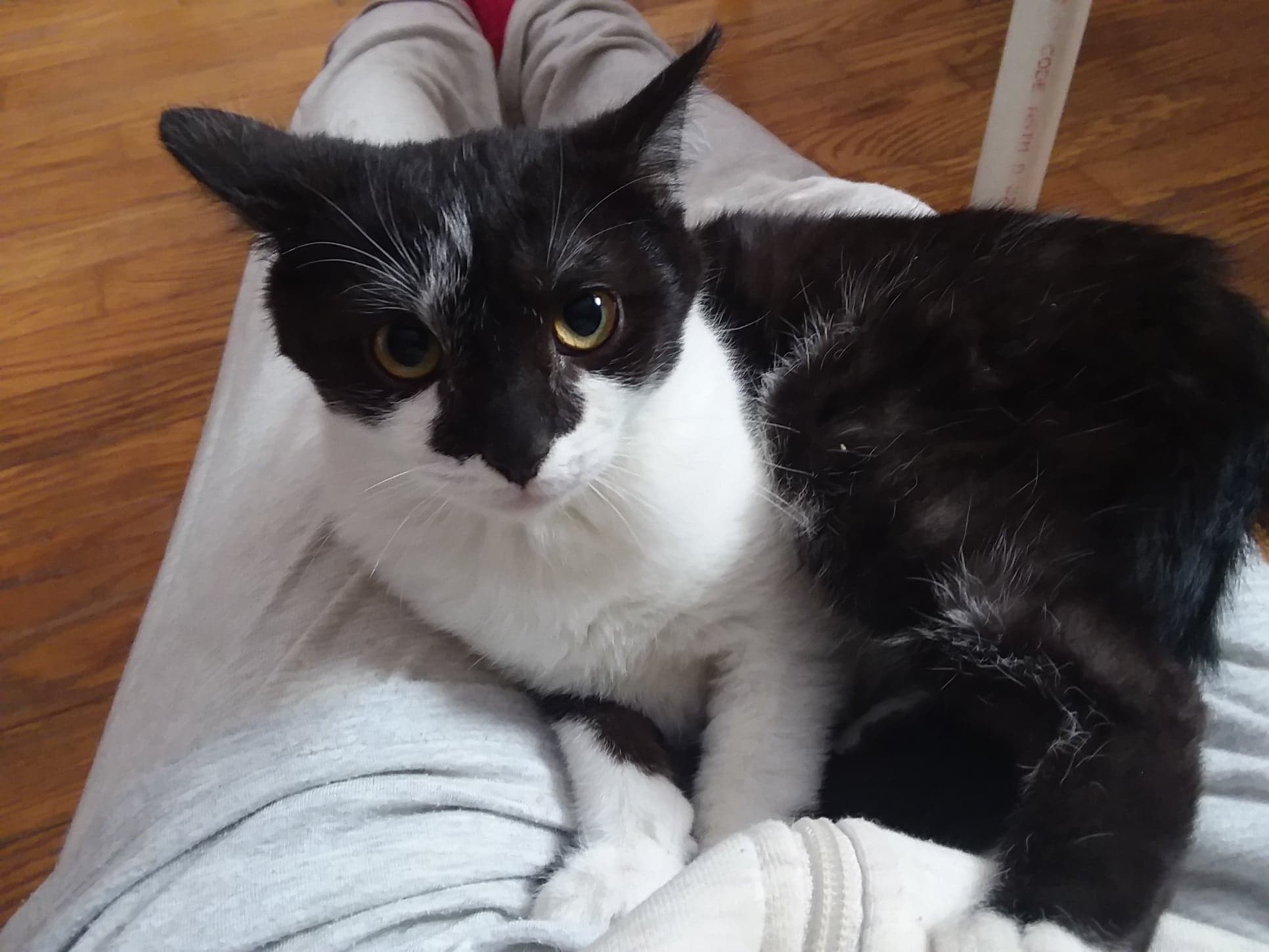 Duke, Adoptable, Young Male Domestic Short Hair.