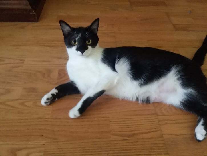 Duke, a Adoptable Domestic Short Hair in Midland, MI image 4/12