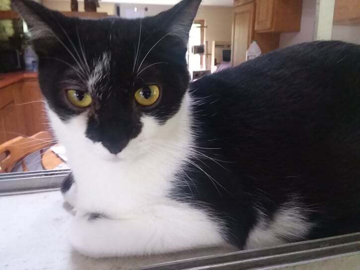 Duke, a Adoptable Domestic Short Hair in Midland, MI image 5/12