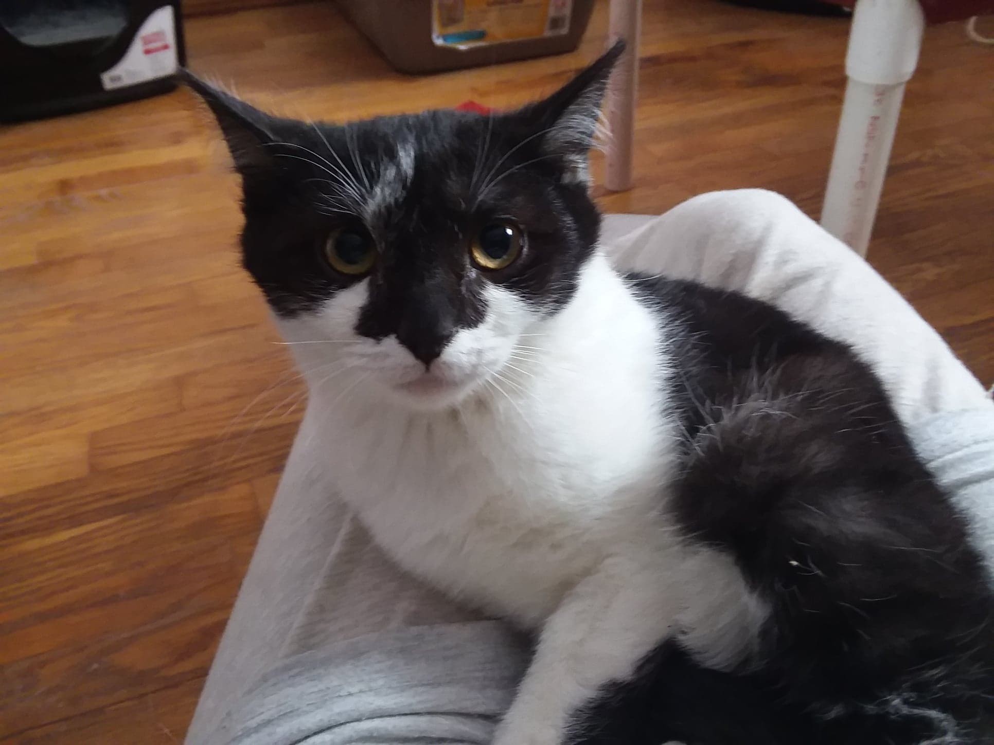 Duke, a Adoptable Domestic Short Hair in Midland, MI image 6/12