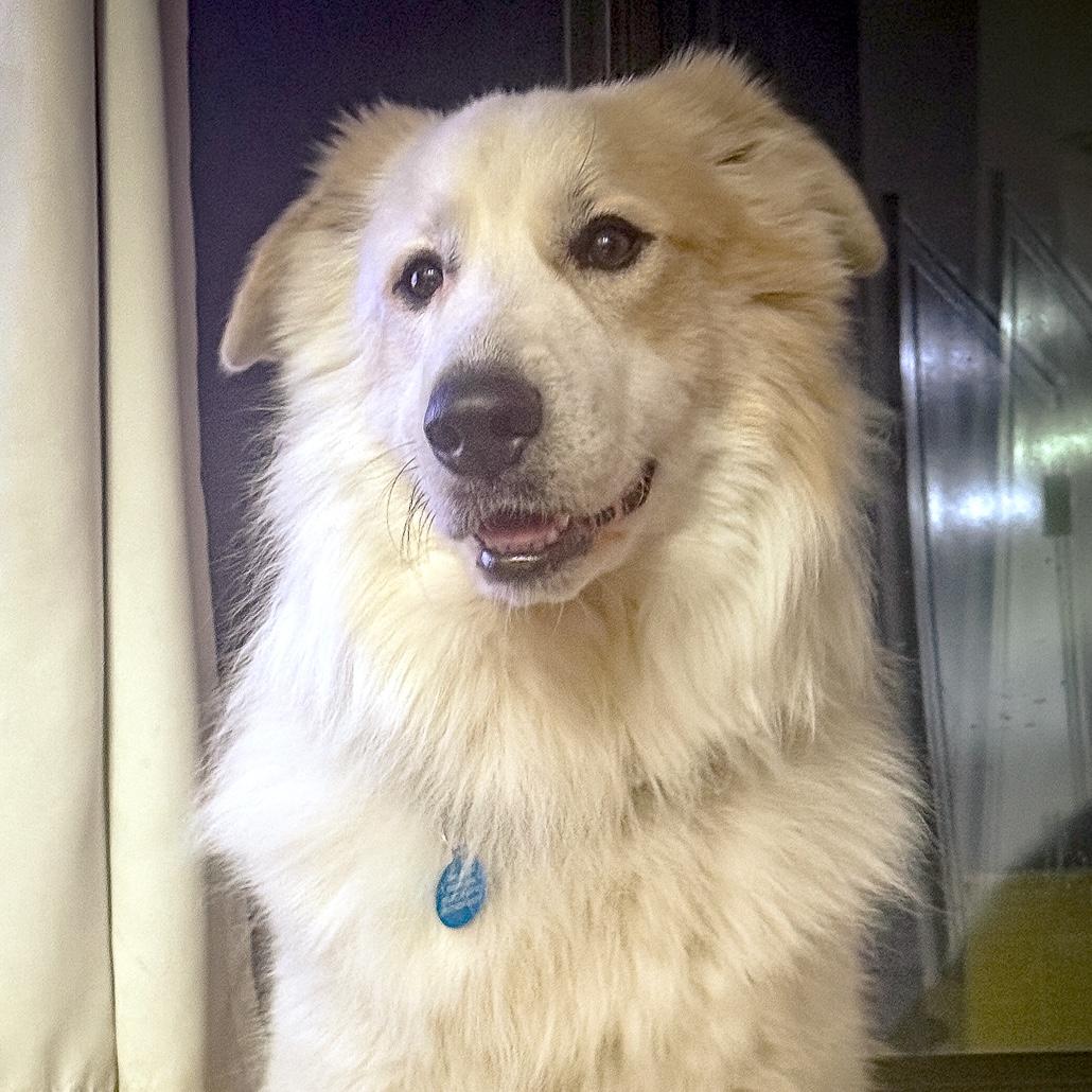 Kodi, adopted, Adult Male Great Pyrenees.
