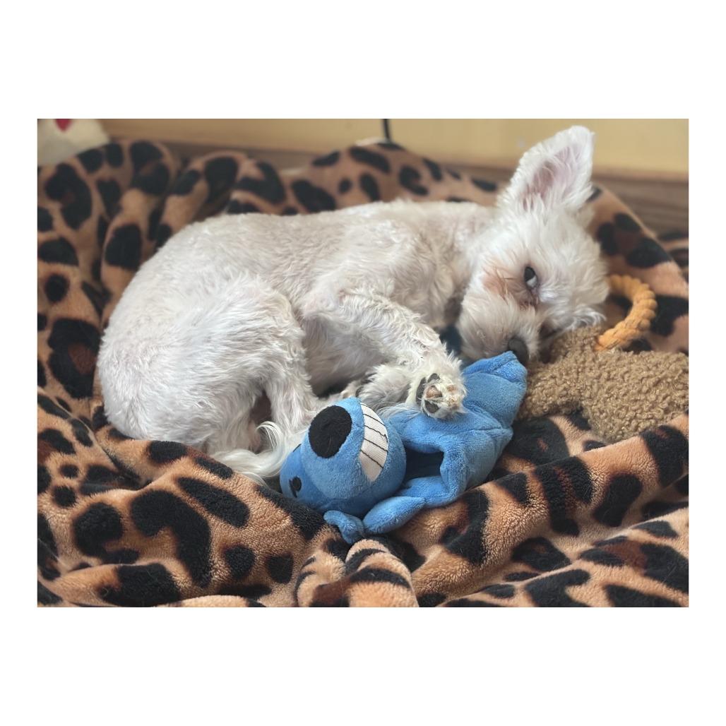 Jericho, Adoptable, Adult Male Maltese.