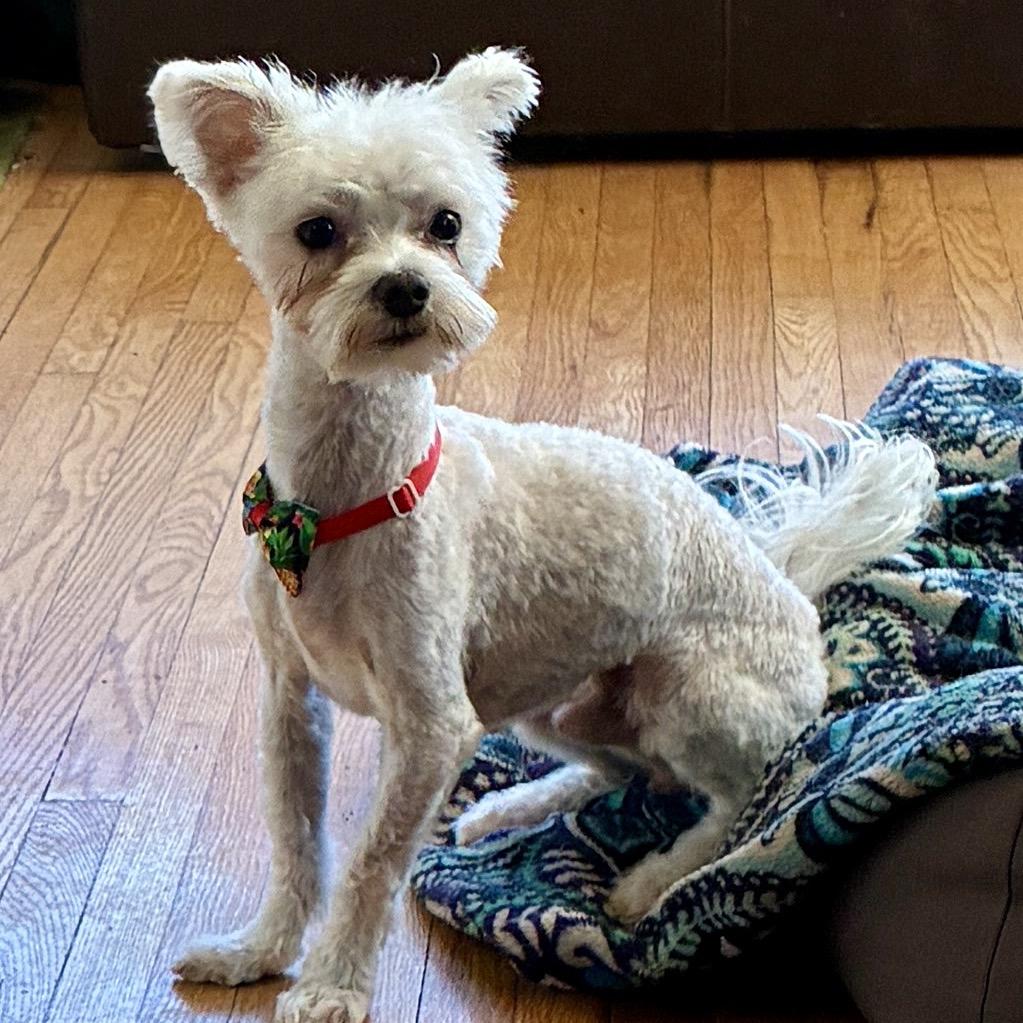 Enlarge Jericho, a Adoptable Maltese in Crystal, MN image 2/4