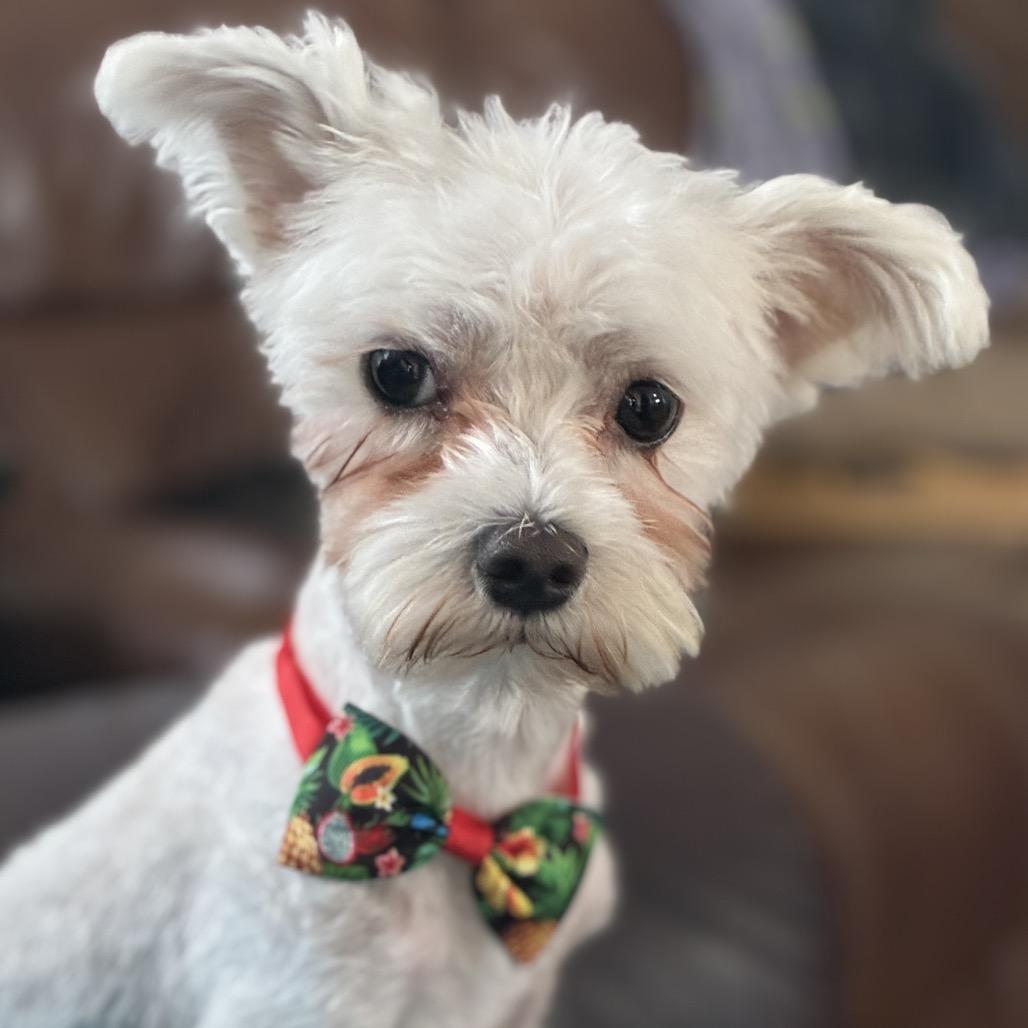 Enlarge Jericho, a Adoptable Maltese in Crystal, MN image 3/4