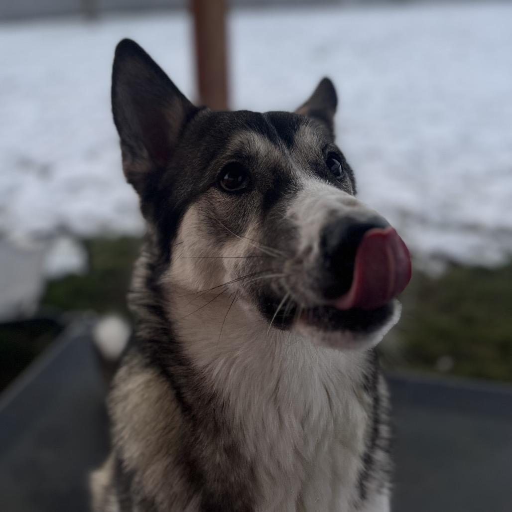 Enlarge Mabel, a Adoptable mixed breed in Spokane, WA image 1/6