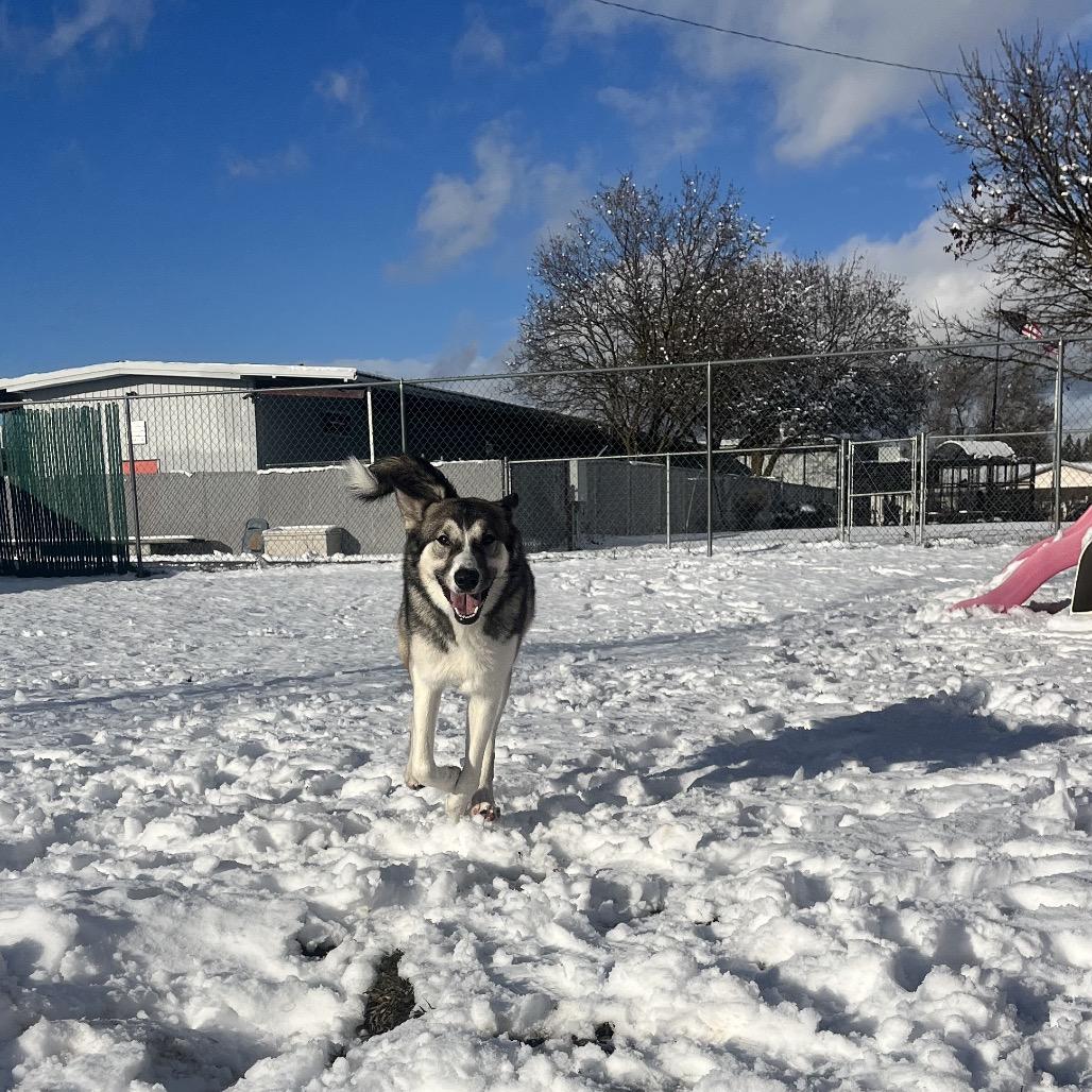 Enlarge Mabel, a Adoptable mixed breed in Spokane, WA image 2/6