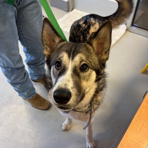 Enlarge Mabel, a Adoptable mixed breed in Spokane, WA image 3/6