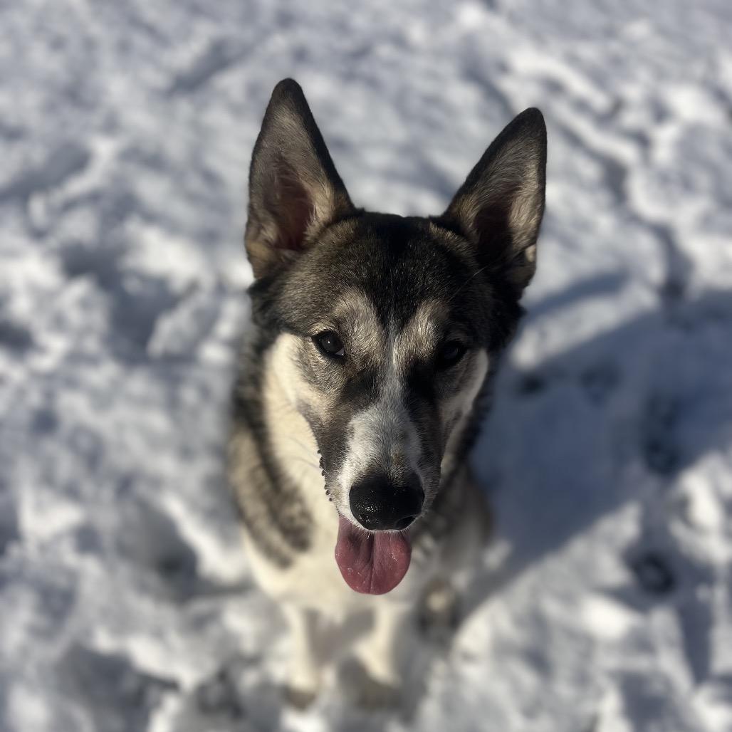 Enlarge Mabel, a Adoptable mixed breed in Spokane, WA image 4/6