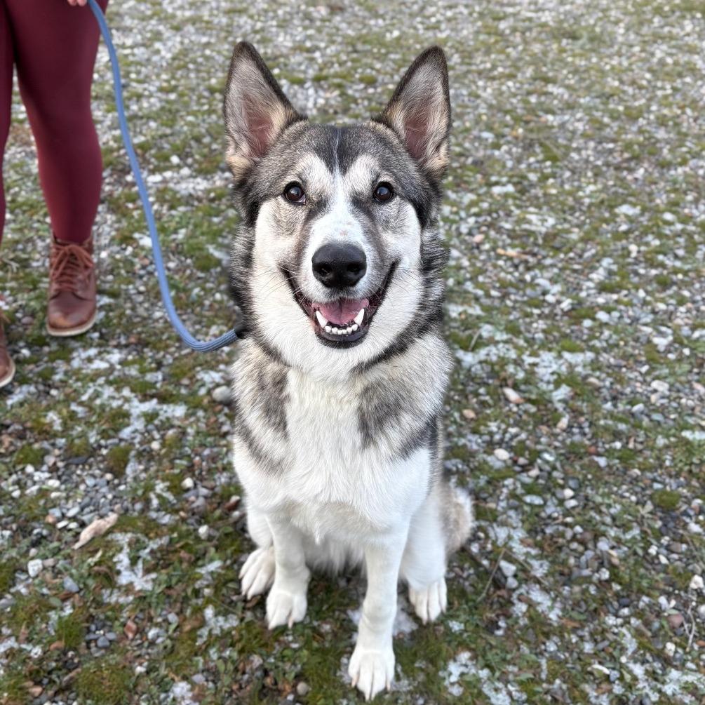 Enlarge Mabel, a Adoptable mixed breed in Spokane, WA image 5/6
