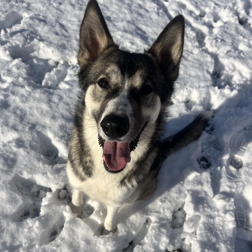 Enlarge Mabel, a Adoptable mixed breed in Spokane, WA image 6/6