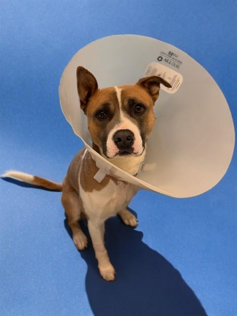 SIRIUS, Adoptable, Young Male Pit Bull Terrier.