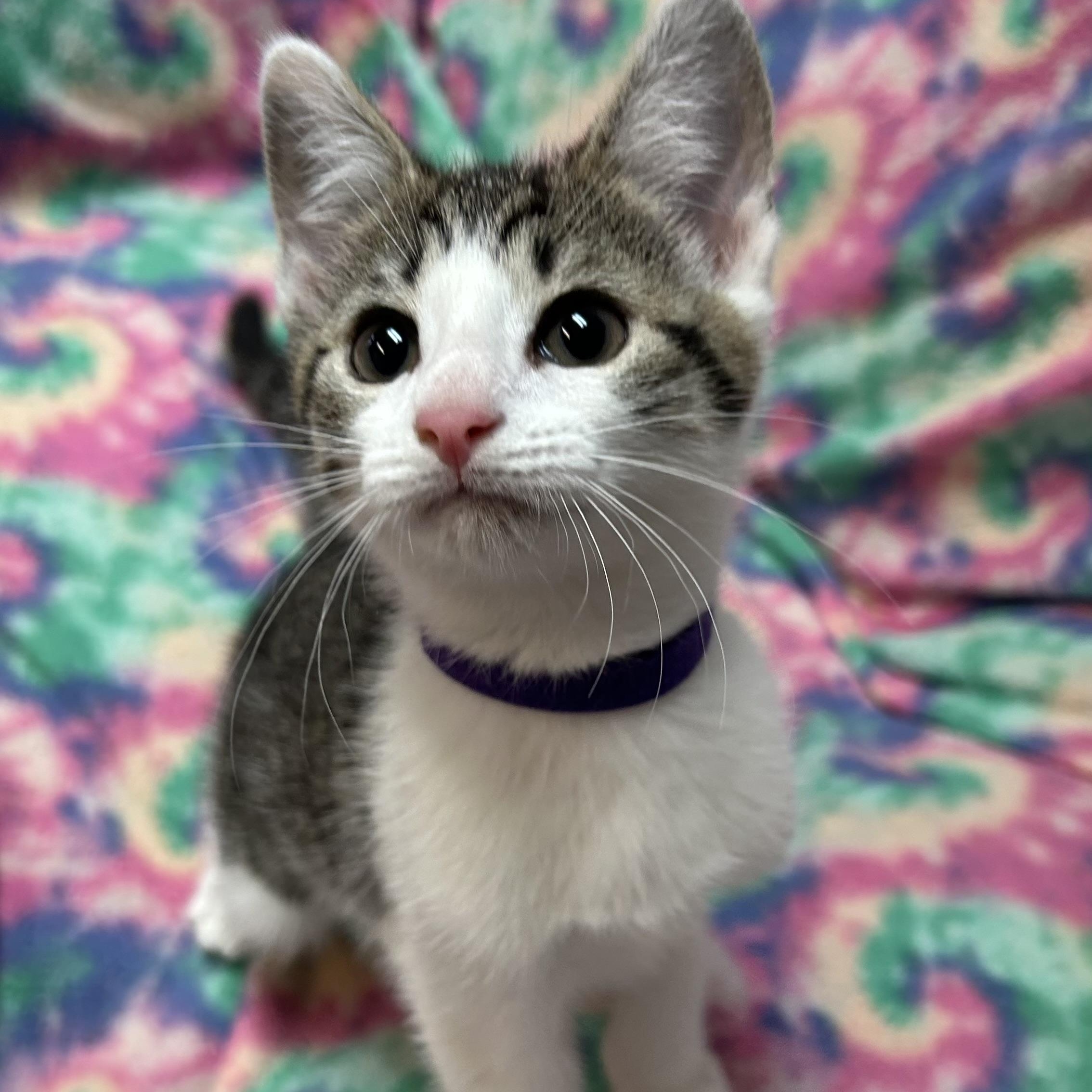 Enlarge Jade, a ADOPTABLE Domestic Short Hair in White Oak, PA image 2/2