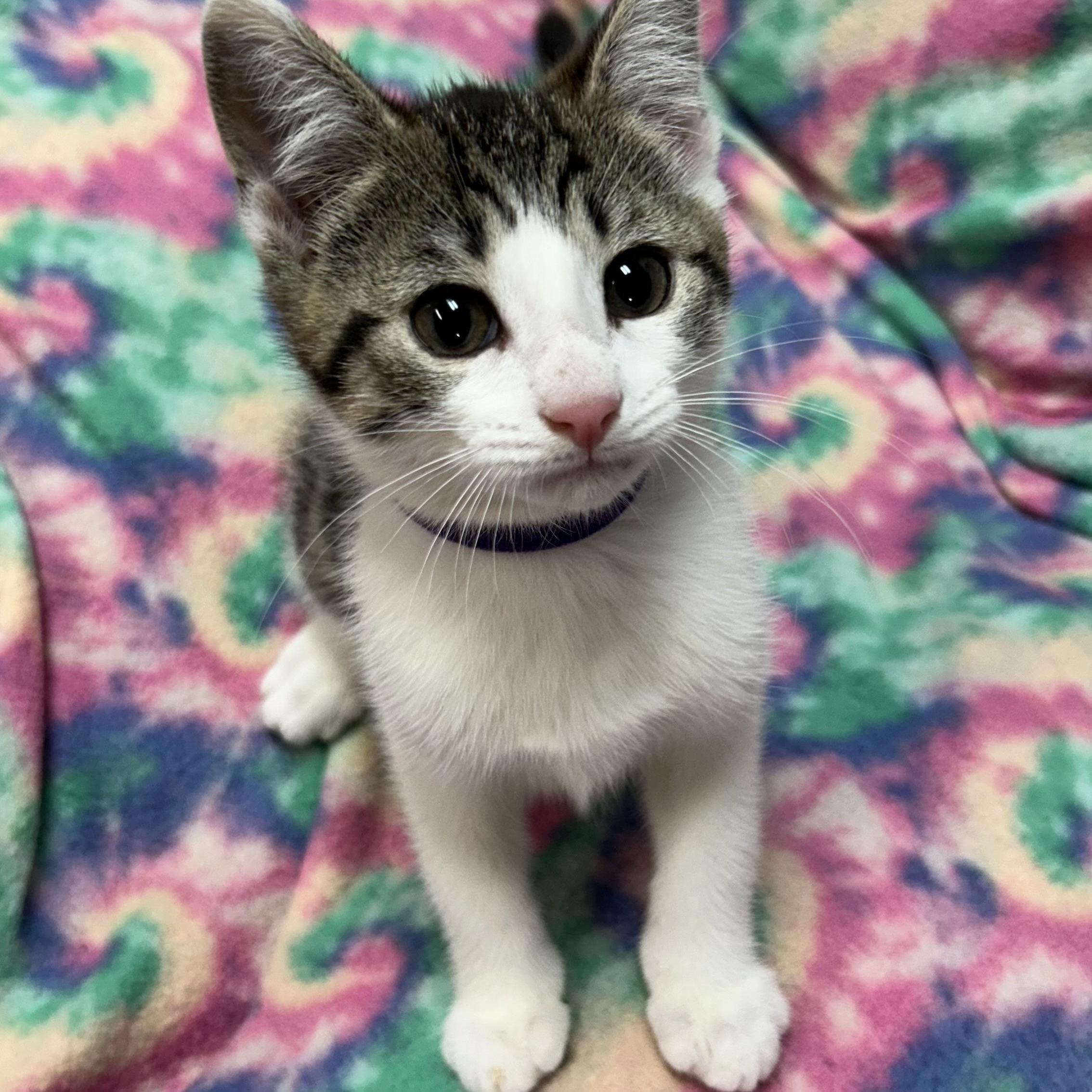 Jade, ADOPTABLE, Kitten Female Domestic Short Hair.