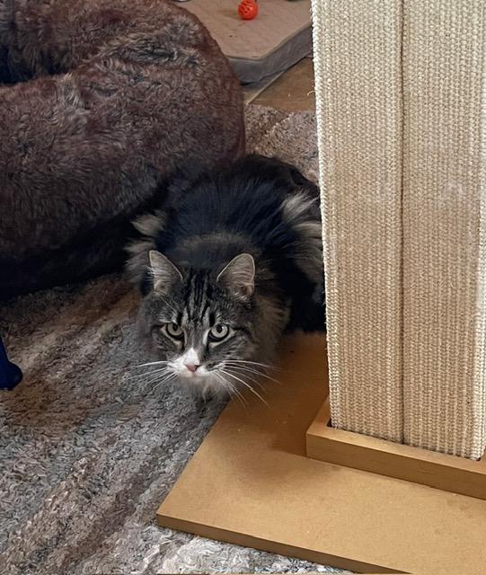 Enlarge Sophie, a ADOPTABLE Domestic Long Hair in Leesburg, VA image 3/3