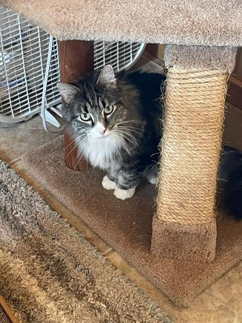 Sophie, ADOPTABLE, Adult Female Domestic Long Hair.
