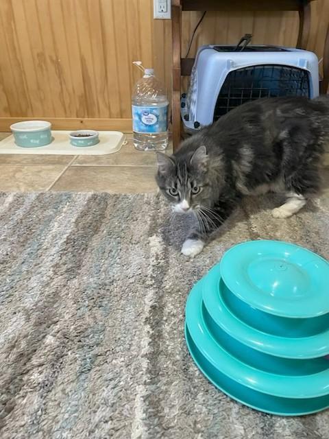 Enlarge Sophie, a ADOPTABLE Domestic Long Hair in Leesburg, VA image 2/3