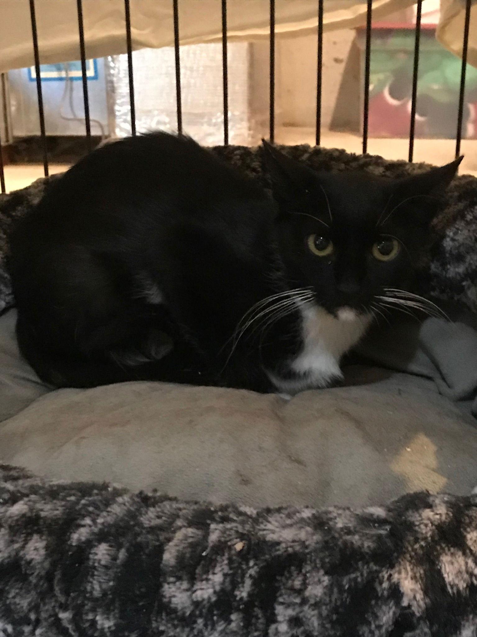 Daphne, a Adoptable Domestic Short Hair in Spring City, PA image 1/3