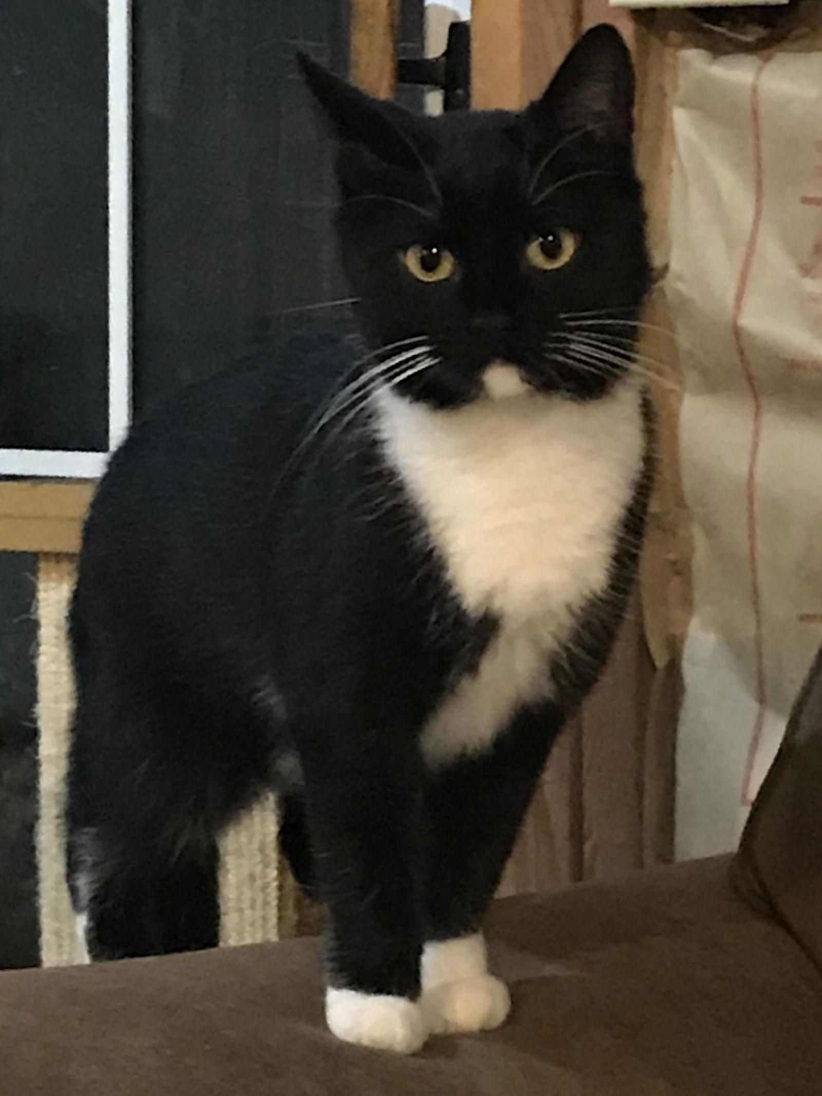 Daphne, a Adoptable Domestic Short Hair in Spring City, PA image 2/3