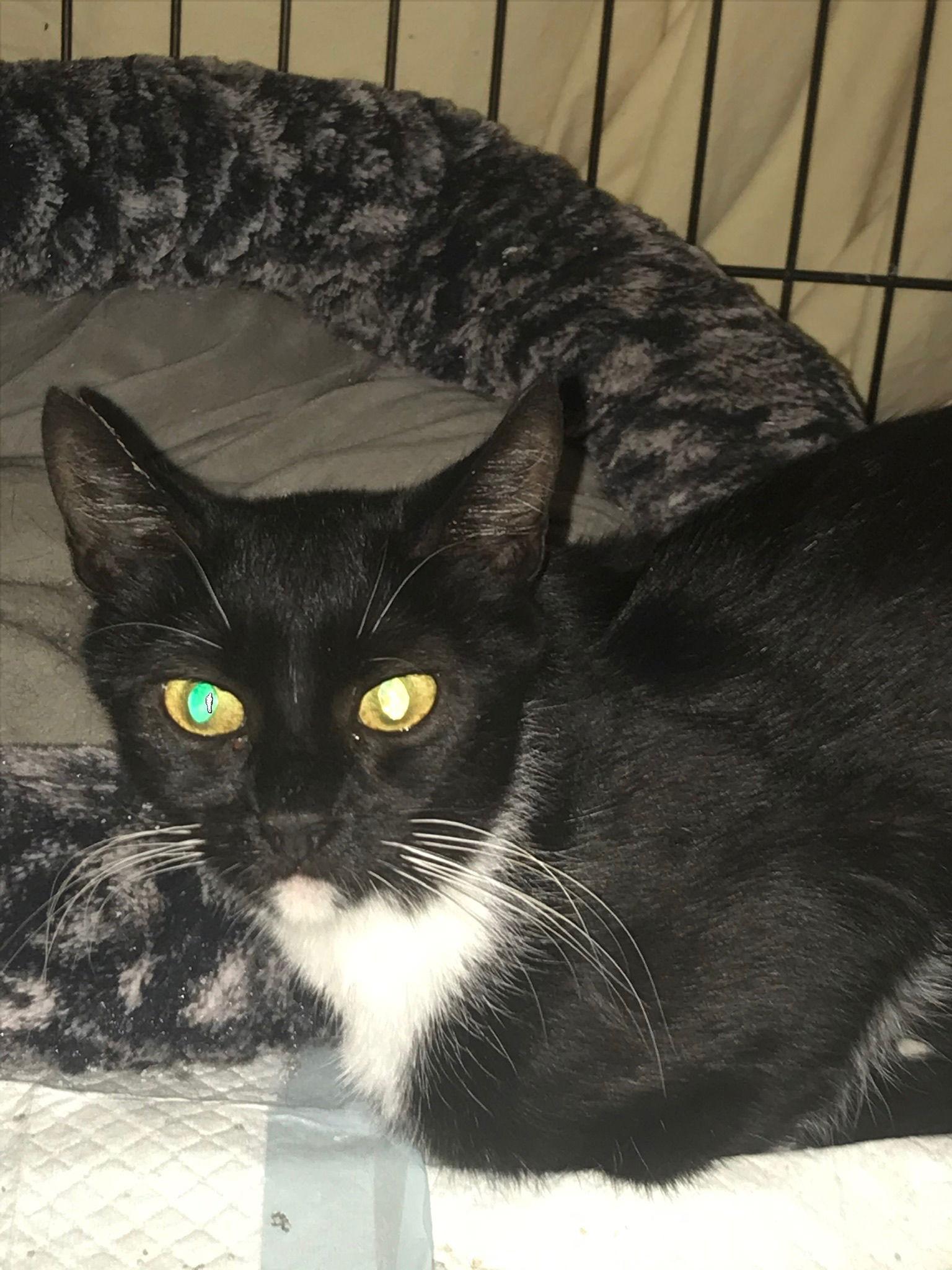 Daphne, a Adoptable Domestic Short Hair in Spring City, PA image 3/3