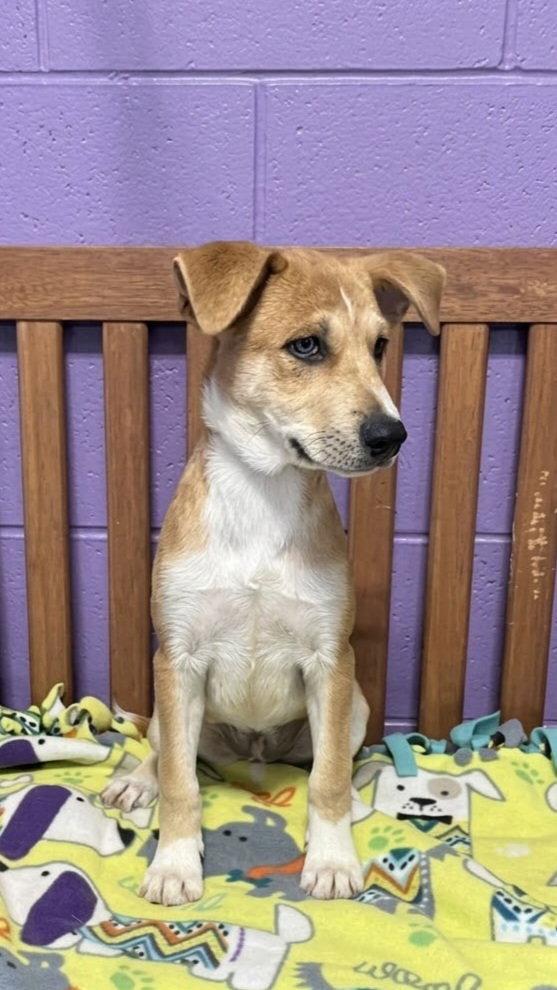 **LAVENDAR**, Adoptable, Puppy Female Labrador Retriever & Shepherd.